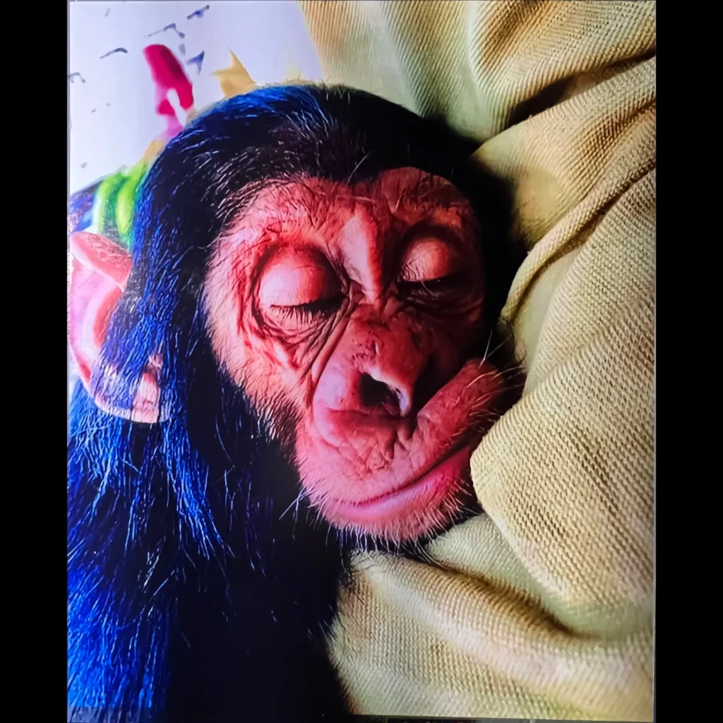 A baby chimpanzee asleep in a blanket, printed on a wall